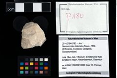 Foto (Objekt + Etikett) von Goniodromites bidentatus (Reuss, 1858)  (NHMW-GEO-2014-0194-0180)